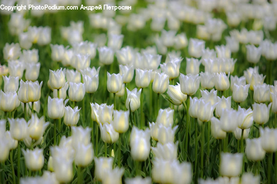 Blossom, Flora, Flower, Plant, Tulip, Field, Grass