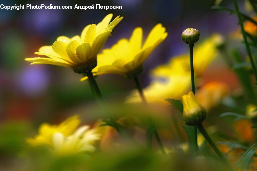 Blossom, Daffodil, Flora, Flower, Plant, Daisies, Daisy