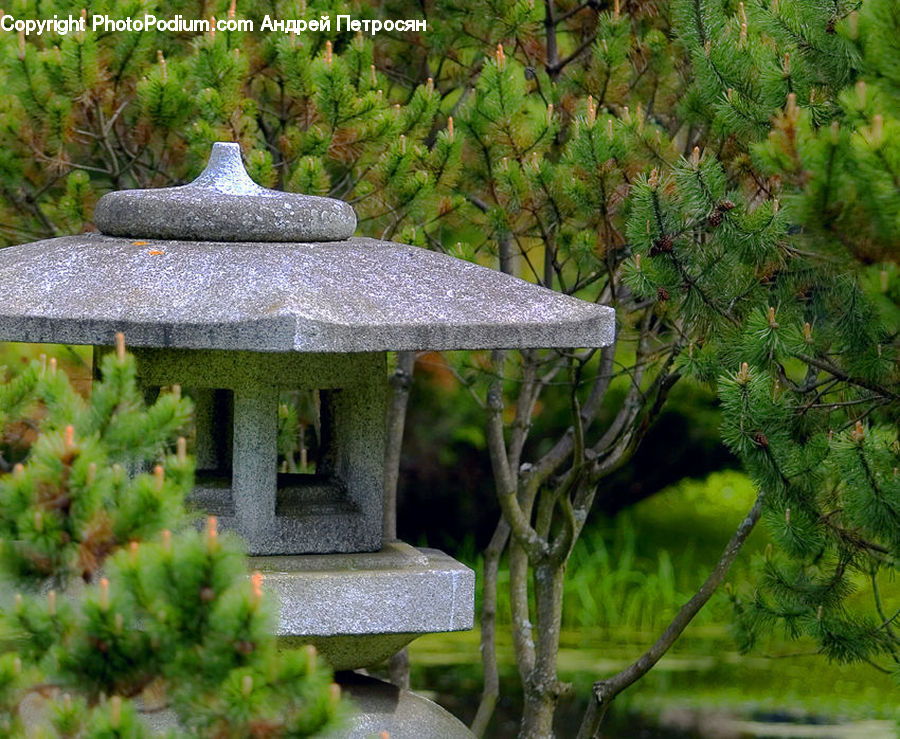 Conifer, Fir, Plant, Tree, Building, Cottage, Housing
