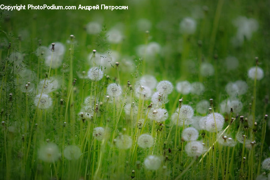 Field, Grass, Grassland, Plant, Dandelion, Flower, Bird