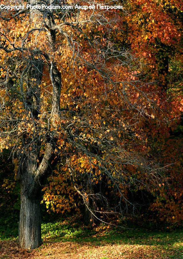 Birch, Tree, Wood, Oak, Plant, Field, Grass