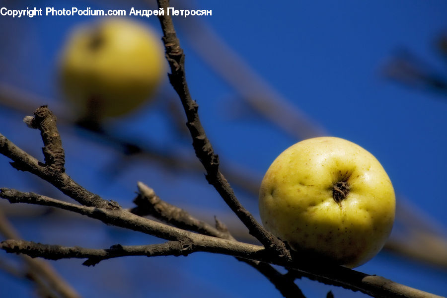Fruit, Quince, Citrus Fruit, Grapefruit, Cherry, Plant, Tree