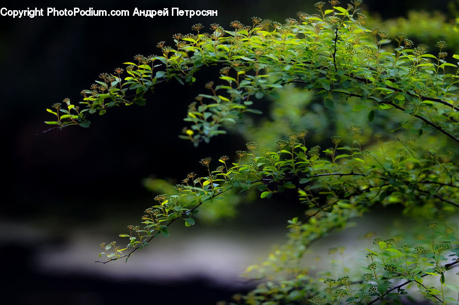 Conifer, Fir, Plant, Tree, Potted Plant, Moss, Dill