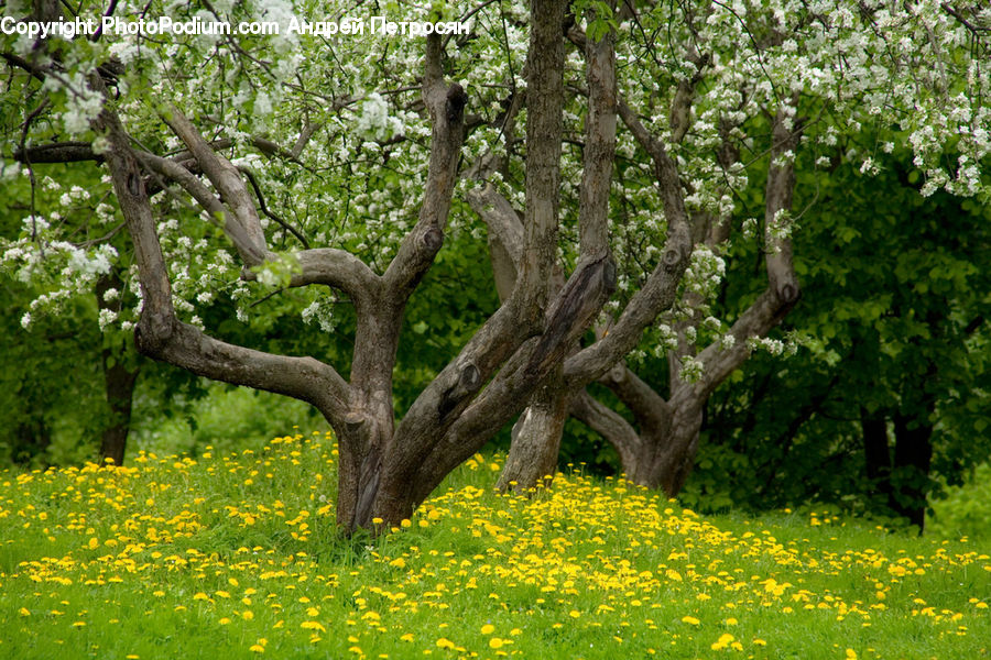 Oak, Tree, Wood, Field, Grass, Grassland, Land
