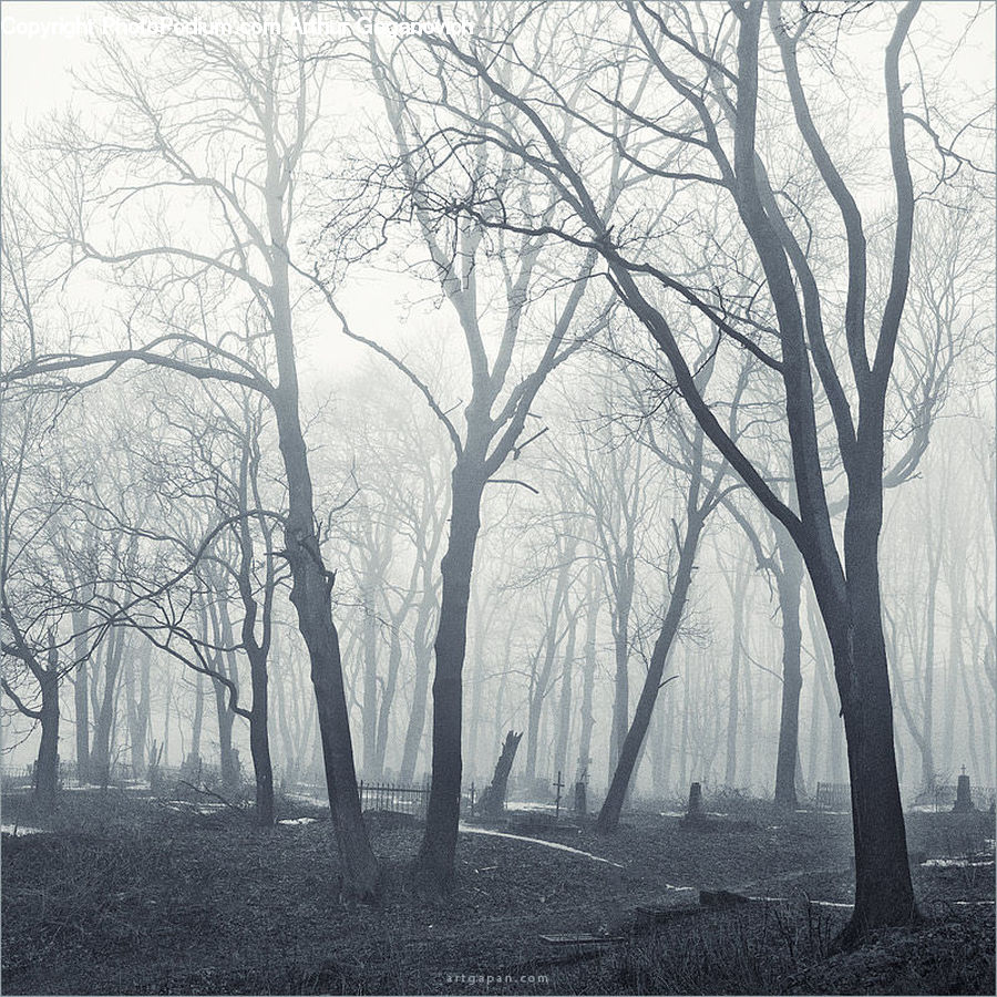 Forest, Grove, Land, Plant, Tree, Fog, Vegetation