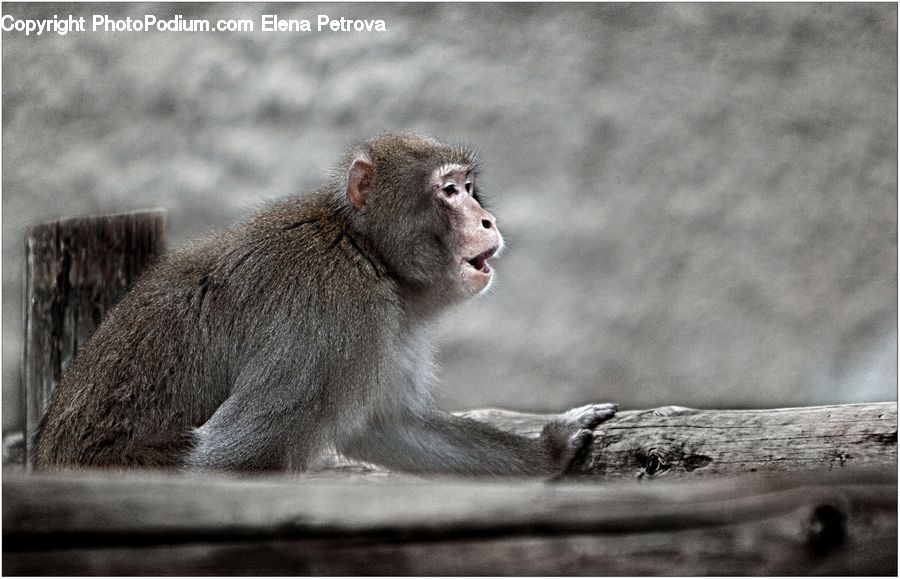 Animal, Baboon, Mammal, Monkey
