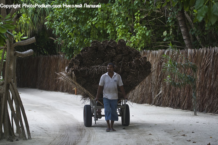Human, People, Person, Forest, Jungle, Arecaceae, Palm Tree