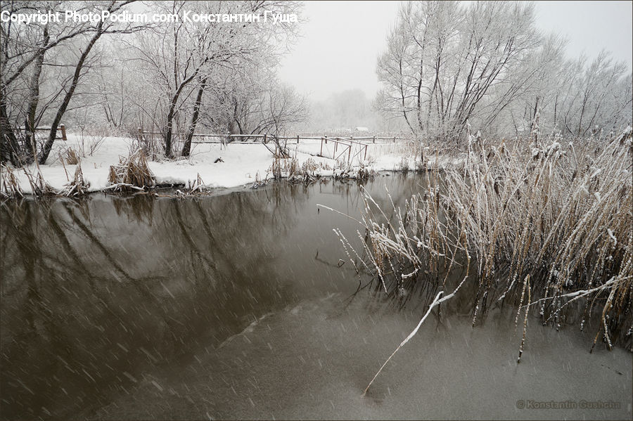 Frost, Ice, Outdoors, Snow, Grass, Plant, Reed