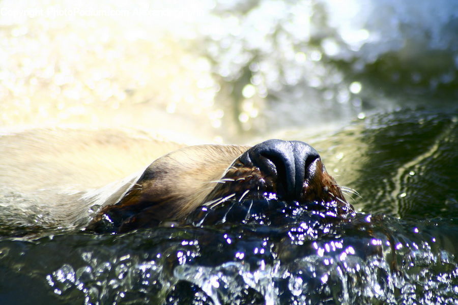 Animal, Mammal, Sea Life, Sea Lion, Seal