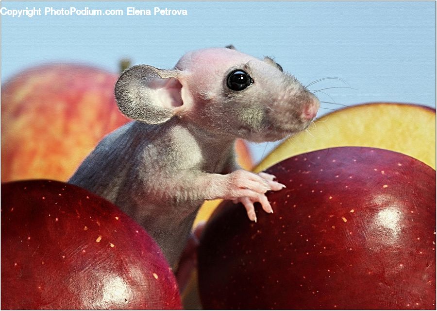 Apple, Fruit, Plum, Beak, Bird, Bowl, Asleep