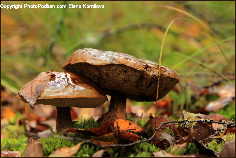 Agaric, Amanita, Fungus, Mushroom, Plant, Potted Plant, Bowl