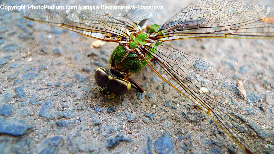 Anisoptera, Dragonfly, Insect, Invertebrate, Bee, Hornet, Wasp