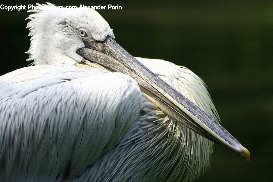 Bird, Stork, Beak, Pelican