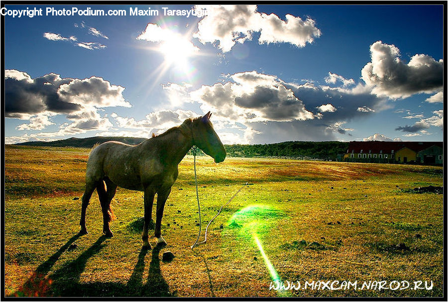 Outdoors, Sky, Cloud, Cumulus, Animal, Colt Horse, Foal