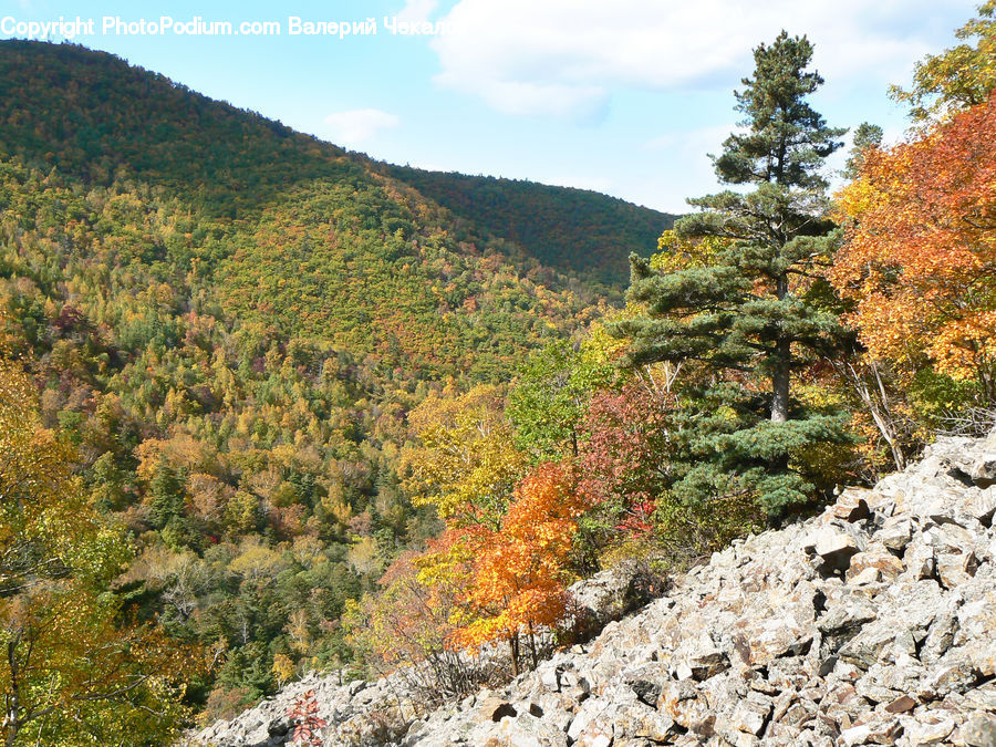 Outdoors, Wilderness, Conifer, Fir, Plant, Tree, Crest