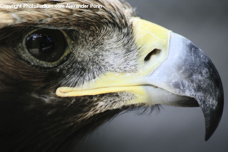 Beak, Bird, Bald Eagle, Eagle