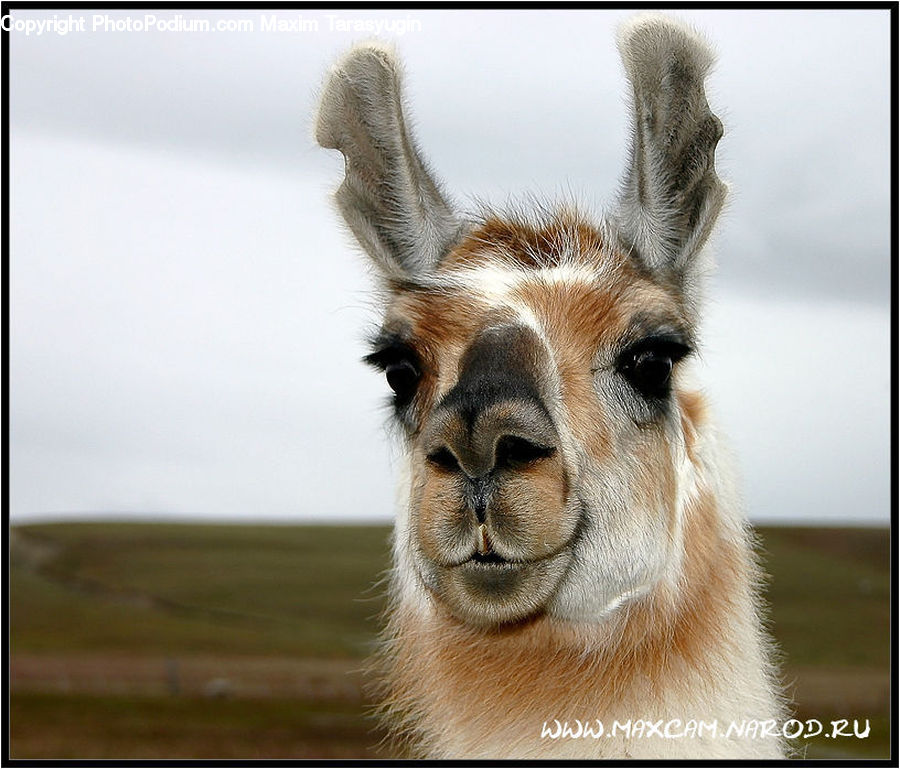 Alpaca, Animal, Llama, Mammal, Gazelle, Impala, Wildlife