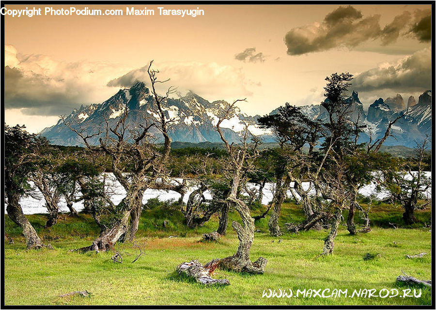 Oak, Tree, Wood, Mountain, Mountain Range, Outdoors, Bush