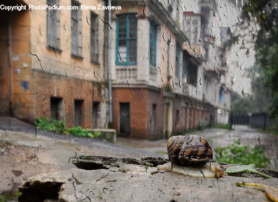 Plant, Potted Plant, Box Turtle, Reptile, Tortoise, Turtle, Cobblestone