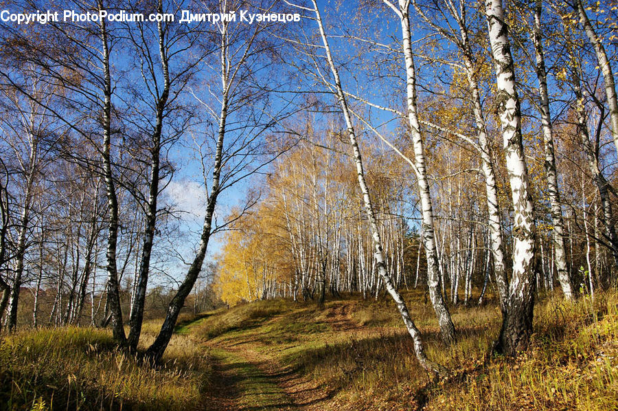 Birch, Tree, Wood, Forest, Vegetation, Plant
