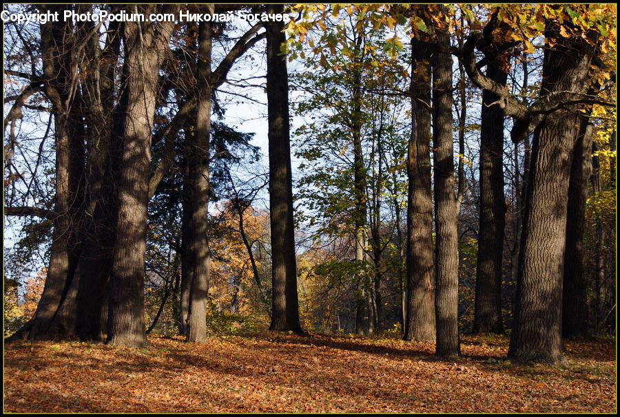 Forest, Grove, Land, Vegetation, Conifer, Fir, Plant