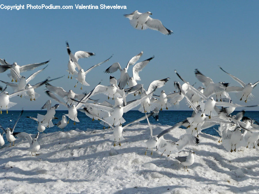 Bird, Seagull, Grouse, Ptarmigan, Flock, Albatross, Booby
