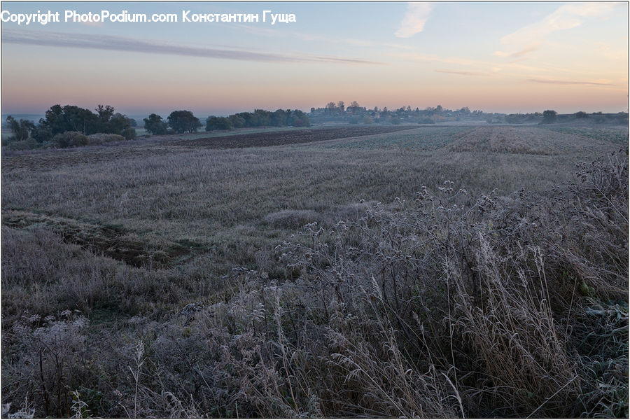 Field, Grass, Grassland, Plant, Land, Outdoors, Grain