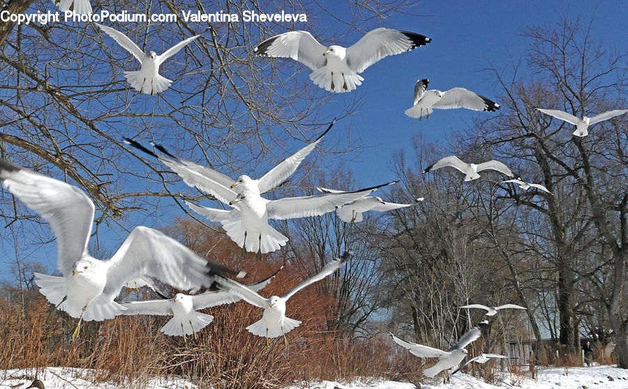 Bird, Grouse, Ptarmigan, Crane Bird, Heron, Ardeidae, Booby