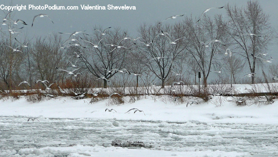 Ice, Outdoors, Snow, Blizzard, Weather, Winter, Landscape
