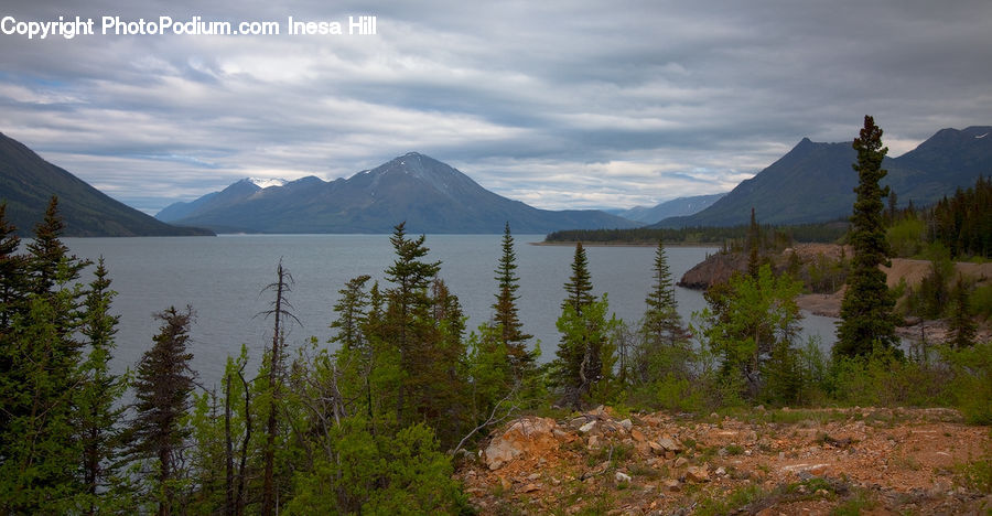 Conifer, Fir, Spruce, Wood, Plant, Tree, Crest