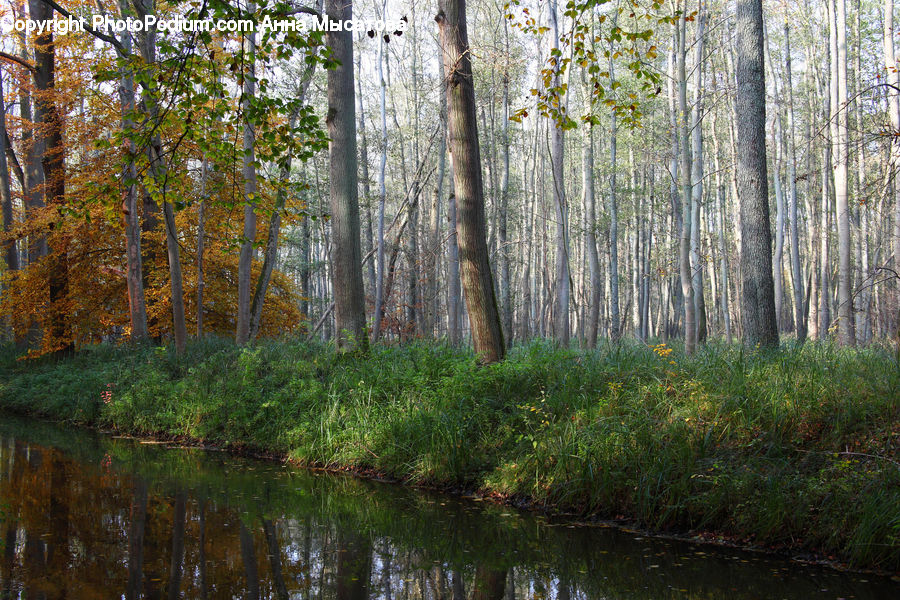 Land, Marsh, Outdoors, Swamp, Water, Pond, Forest
