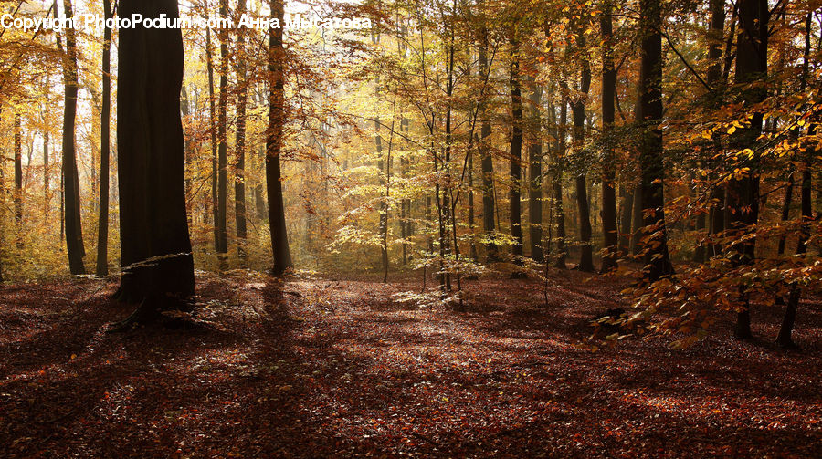 Forest, Vegetation, Brick, Grove, Land, Plant, Tree
