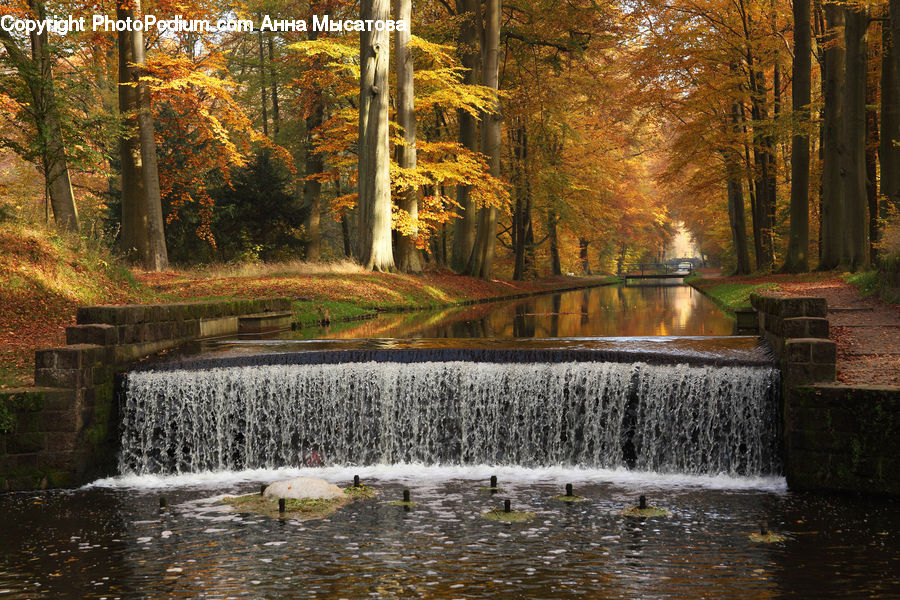 Fountain, Water, Forest, Vegetation, Grove, Land, Plant