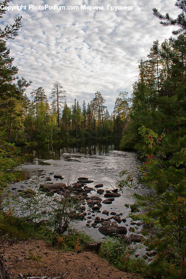 Plant, Potted Plant, Creek, Outdoors, River, Water, Pond