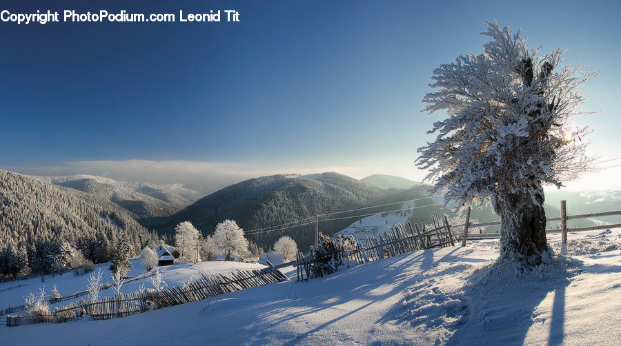 Outdoors, Plateau, Conifer, Fir, Plant, Tree, Landscape