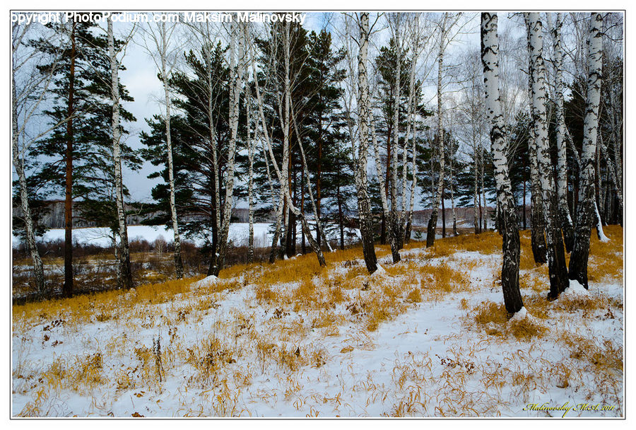 Birch, Tree, Wood, Field, Grass, Grassland, Plant