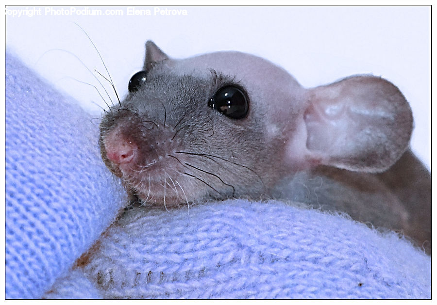 Animal, Chinchilla, Mammal, Rodent, Head, Portrait, Rat
