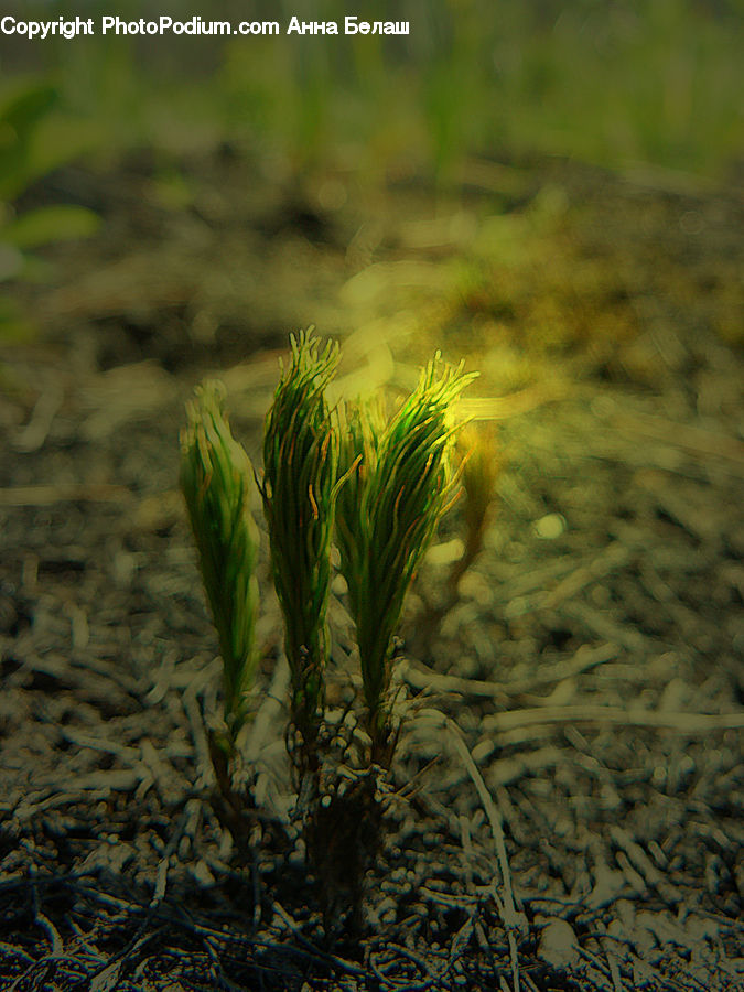 Field, Grass, Grassland, Plant, Conifer, Fir, Tree