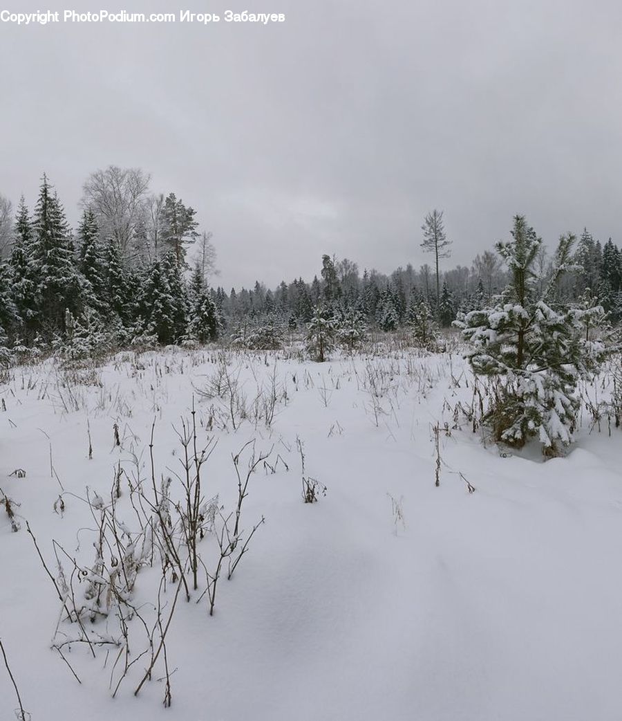Ice, Outdoors, Snow, Land, Marsh, Pond, Swamp
