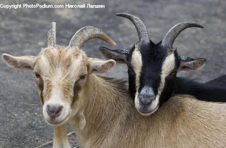 Animal, Goat, Mammal, Mountain Goat, Beak, Bird, Pelican