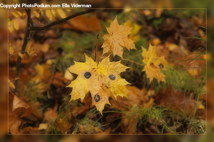 Maple, Maple Leaf, Plant, Aster, Blossom, Flower, Art