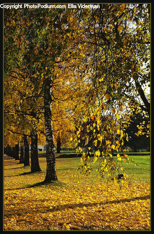 Birch, Tree, Wood, Fir, Forest, Grove, Vegetation
