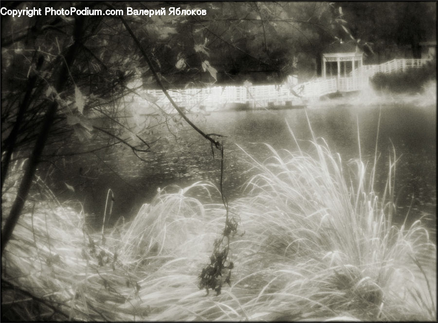 Flood, Water, Grass, Plant, Reed, Blossom, Flora