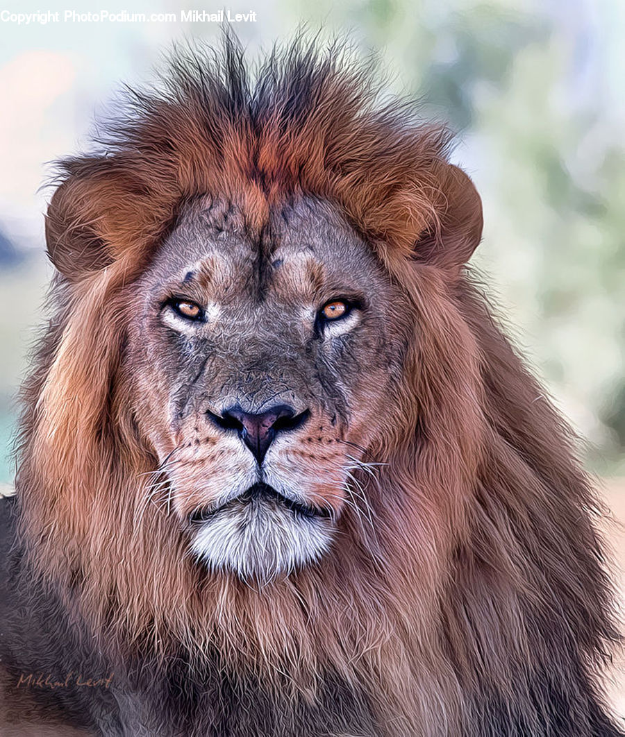 Animal, Lion, Wildlife