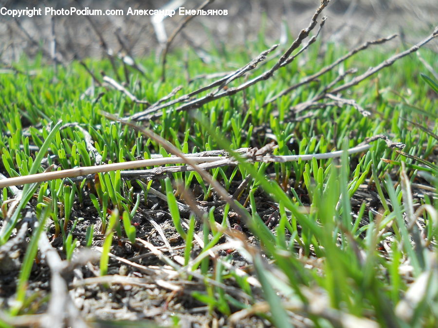 Plant, Potted Plant, Field, Grass, Grassland, Vegetation, Conifer