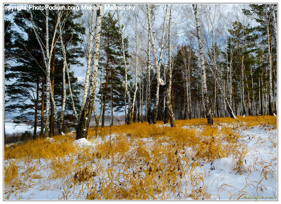 Birch, Tree, Wood, Field, Grass, Grassland, Plant
