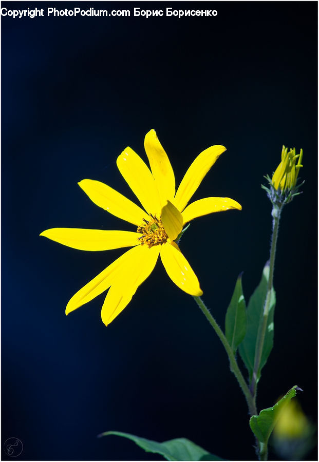 Plant, Sprout, Gecko, Green Lizard, Lizard, Reptile, Asteraceae