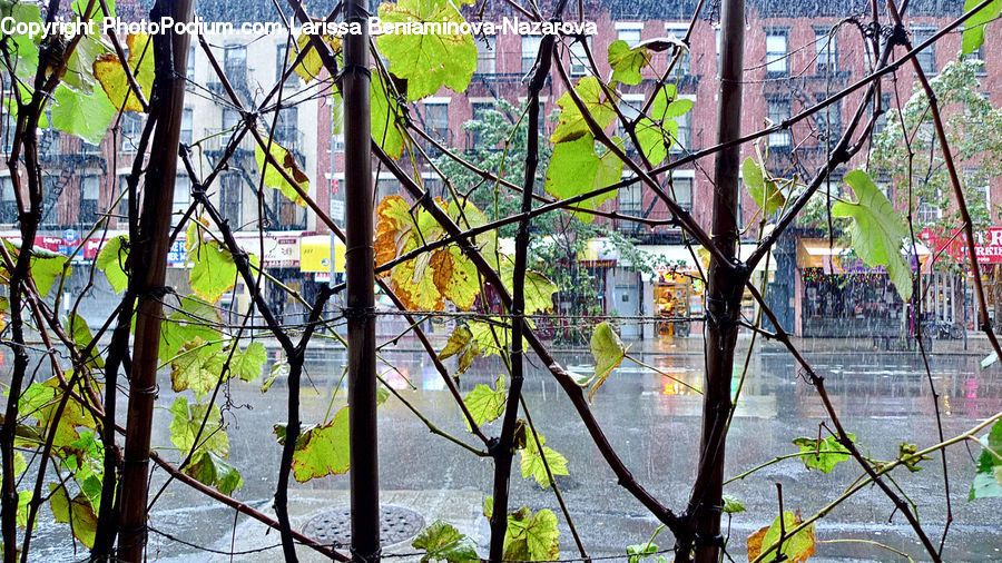 Plant, Tree, Vine, Alley, Alleyway, Road, Street