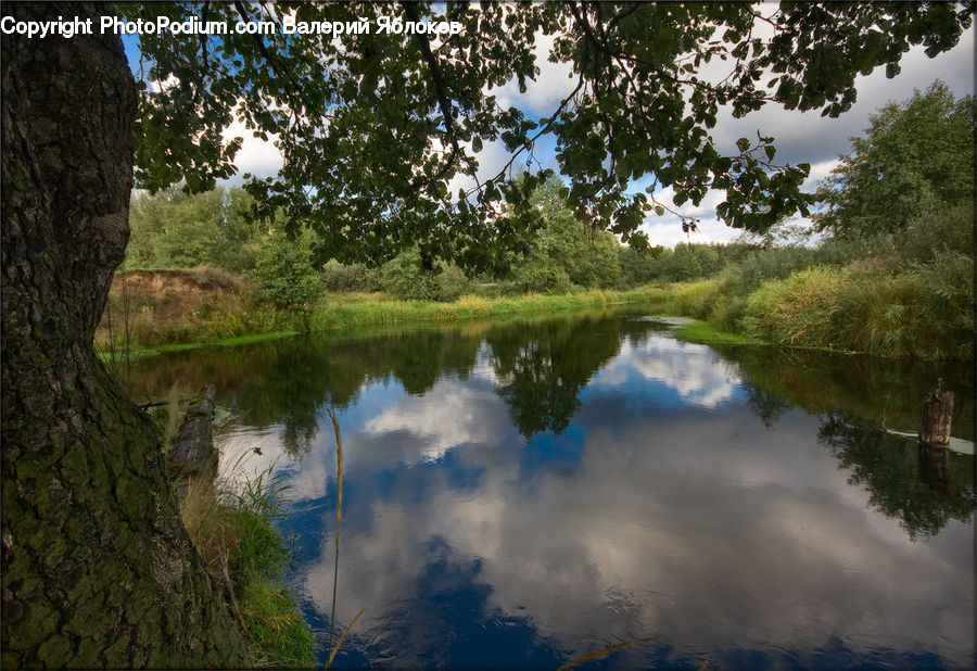 Outdoors, Pond, Water, Algae, Blossom, Flora, Flower