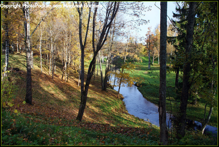 Forest, Vegetation, Ground, Soil, Moss, Plant, Birch